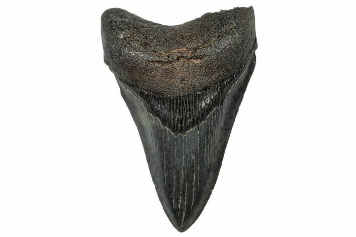 Fossil Megalodon Tooth - South Carolina #301830